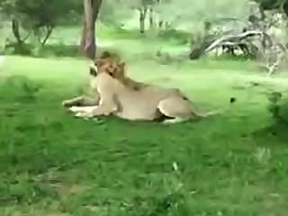 शेरनी Seducing शेर