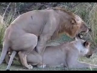 शेर सेक्स